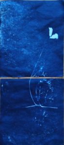 cyanotype agnes clairand