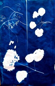 cyanotype agnes clairand