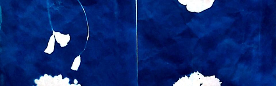 cyanotype agnes clairand